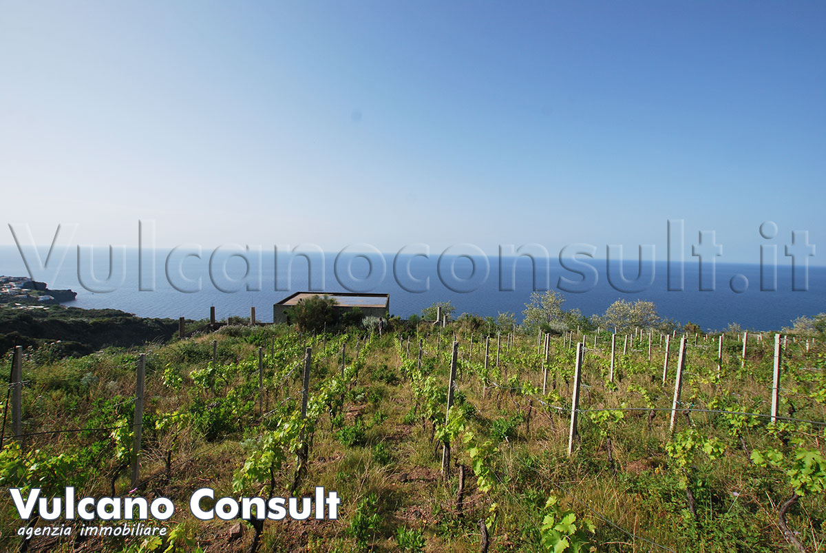 Il vigneto