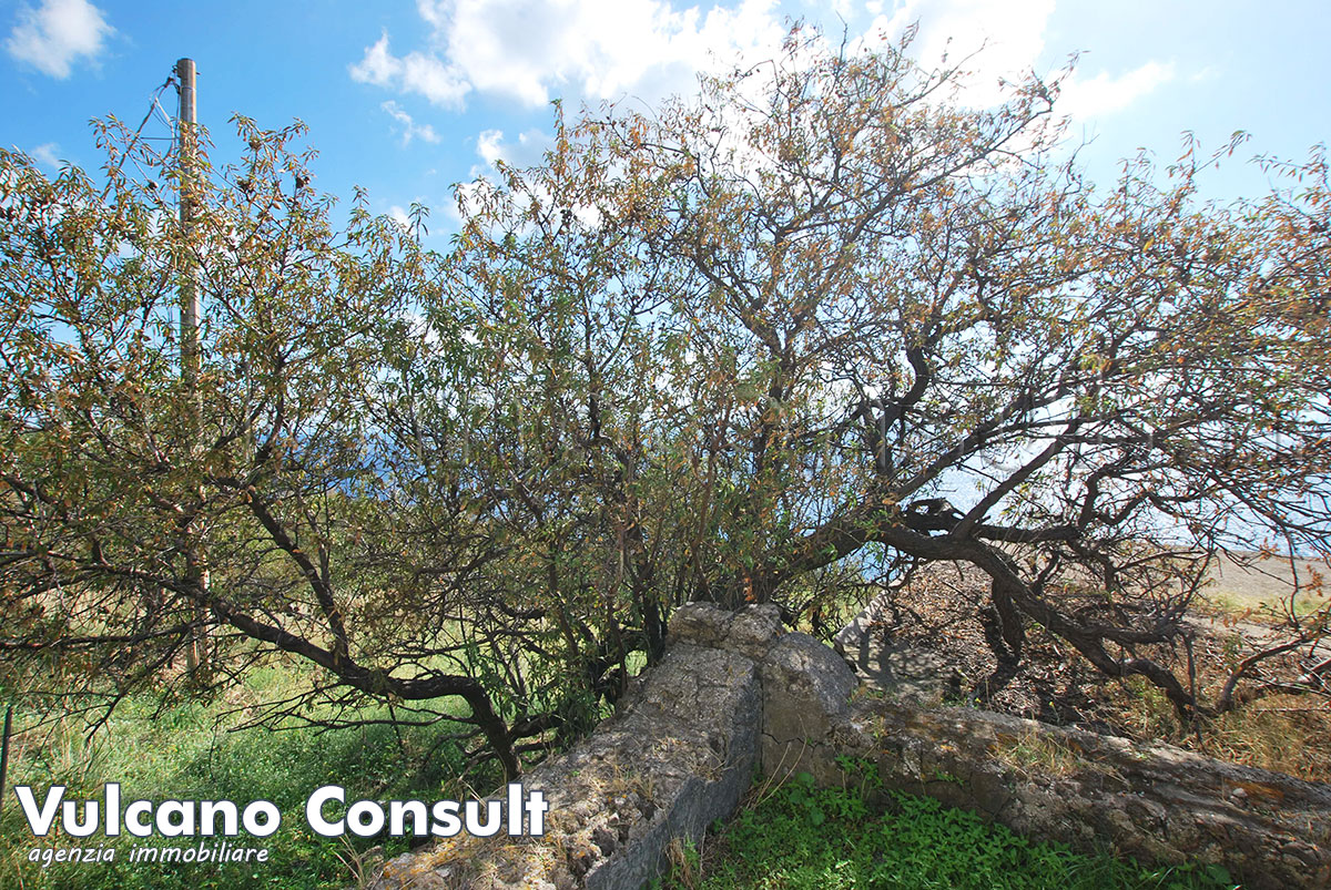 Farm house - Vulcano, Gelso